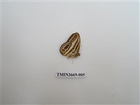 藏品(眼蝶科)的圖片